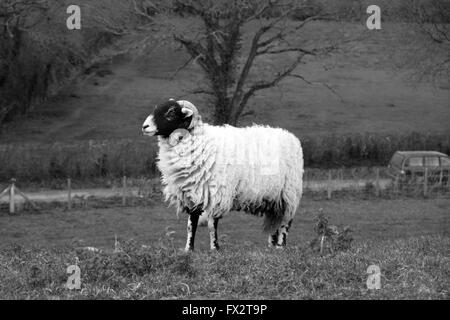 Bélier Cornu sur l'herbe en milieu rural banque Somerset, 9 avril 2016 Banque D'Images