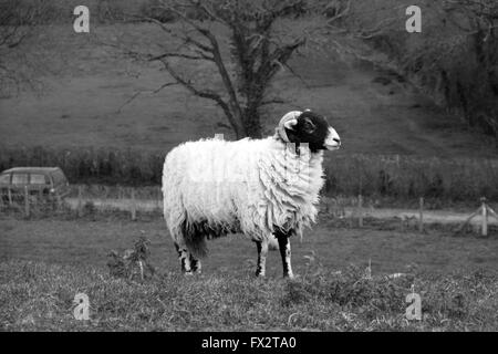 Bélier Cornu sur l'herbe en milieu rural banque Somerset, 9 avril 2016 Banque D'Images