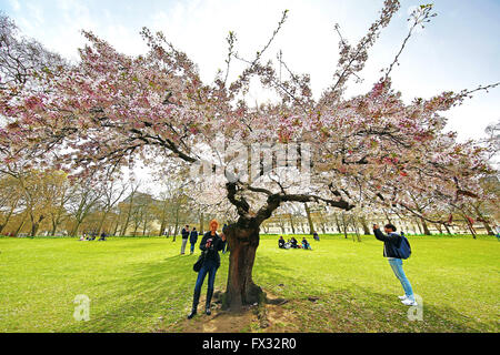 Londres, Royaume-Uni. 10 avril 2016. Le printemps est arrivé à St James Park à Londres, en Angleterre, en tant que le début de la floraison des cerisiers en fleur commence à faire ressortir les touristes et habitants de profiter des algues dans le soleil du printemps. Crédit : Paul Brown/Alamy Live News Banque D'Images