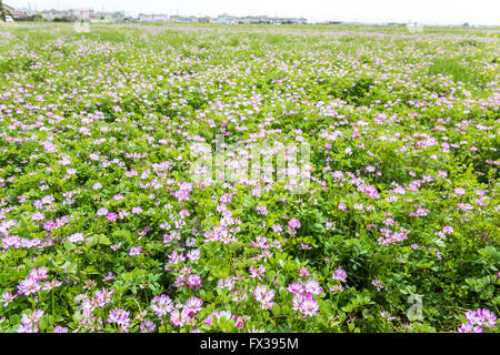 Isehara City, Japon. 10 avril, 2016. Astragale chinois fleurs (Astragalus sinicus ou Renge ou Genge) fleurs en pleine floraison, Isehara City, préfecture de Kanagawa, Japon credit : EDU Vision/Alamy Live News Banque D'Images