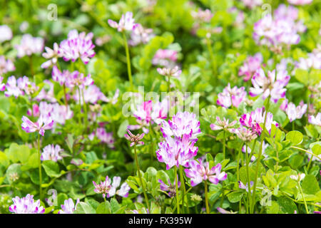 Isehara City, Japon. 10 avril, 2016. Astragale chinois fleurs (Astragalus sinicus ou Renge ou Genge) fleurs en pleine floraison, Isehara City, préfecture de Kanagawa, Japon credit : EDU Vision/Alamy Live News Banque D'Images