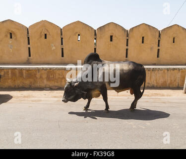 Marche de vache le long d'une route à Udaipur, en Inde au cours de la journée Banque D'Images