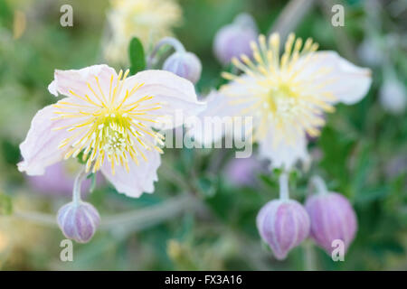 Wild Clematis (Clematis x) Clematopsis - Famille Banque D'Images