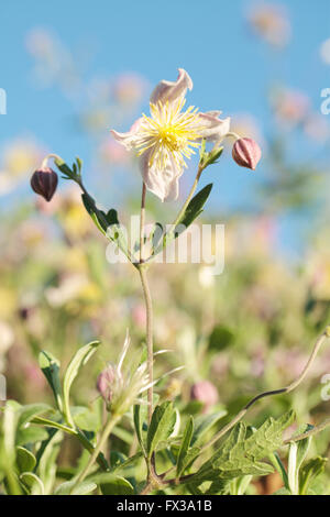 Wild Clematis x) Clematopsis - Famille Banque D'Images