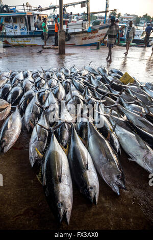 La récolte de gros poissons (à l'importation au Japon), port de pêche, le lagon de Negombo, Negombo, Sri Lanka, de l'Océan Indien, l'Asie Banque D'Images