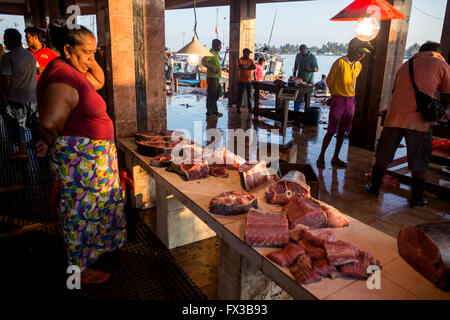 Poissonnier de fileter le poisson frais, port de pêche, le lagon de Negombo, Negombo, Sri Lanka, de l'Océan Indien, l'Asie Banque D'Images