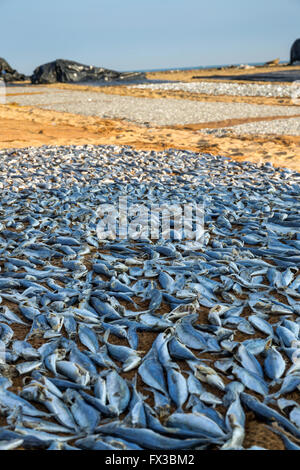 Marché aux poissons de Negombo, de poissons séchant au soleil, Negombo, Sri Lanka, Asie Banque D'Images