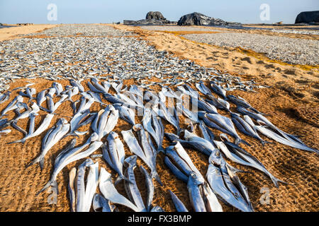 Marché aux poissons de Negombo, de poissons séchant au soleil, Negombo, Sri Lanka, Asie Banque D'Images