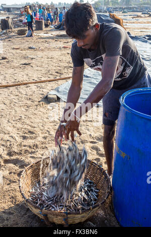 Marché aux poissons de Negombo Lellama (marché aux poissons), portrait d'une femme l'éviscération du poisson, Negombo, côte ouest du Sri Lanka, Asia Banque D'Images