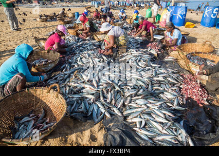 Marché aux poissons de Negombo Lellama (marché aux poissons), portrait d'une femme l'éviscération du poisson, Negombo, côte ouest du Sri Lanka, Asia Banque D'Images