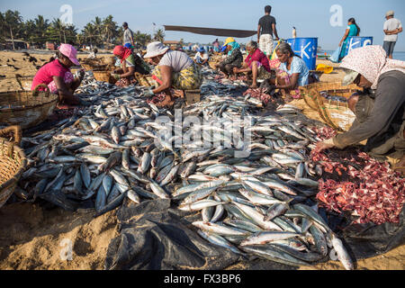 Marché aux poissons de Negombo Lellama (marché aux poissons), portrait d'une femme l'éviscération du poisson, Negombo, côte ouest du Sri Lanka, Asia Banque D'Images