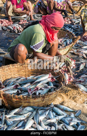 Marché aux poissons de Negombo Lellama (marché aux poissons), portrait d'une femme l'éviscération du poisson, Negombo, côte ouest du Sri Lanka, Asia Banque D'Images