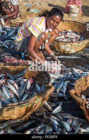 Marché aux poissons de Negombo Lellama (marché aux poissons), portrait d'une femme l'éviscération du poisson, Negombo, côte ouest du Sri Lanka, Asia Banque D'Images