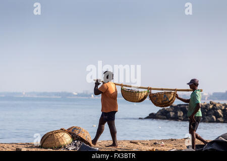 Marché aux poissons de Negombo Lellama (marché aux poissons), nettoyage du poisson, Negombo, côte ouest du Sri Lanka, Asia Banque D'Images