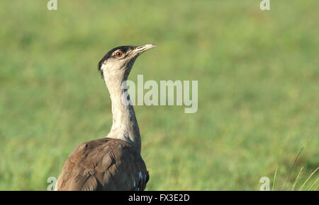 Australian Bustard, Ardeotis australis, également appelé la Turquie des plaines ou le dindon sauvage avec un accent de champ vert arrière-plan. Banque D'Images