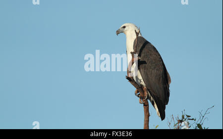 Un aigle de mer à poitrine blanche, Haliaeetus leucogaster, perché sur une branche d'un grand arbre à la recherche de proies. Banque D'Images