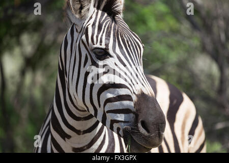 Un Burchell zebra regarde la caméra tandis que mâcher de l'herbe dans le Parc National Kruger, Afrique du Sud. Banque D'Images
