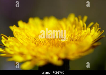 Plan macro sur une fleur de pissenlit sur fond flou Banque D'Images
