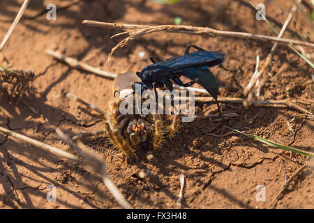 Grande guêpe bleue tue un babouin araignée dans le Parc National Kruger, Afrique du Sud Banque D'Images