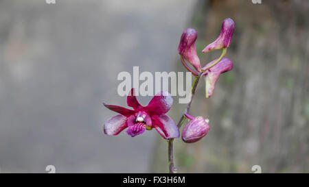 Close up de the pirple orchid dans la nature Banque D'Images