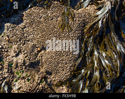 Sabellaria alveolata ver nid d'incrustant pierres plates sur le littoral de la Côte Sud du Pays de Galles Glamorgan Banque D'Images