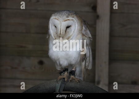 Barn Owl,assis sur un perchoir face à la caméra et d'un corps entier,en captivité Banque D'Images