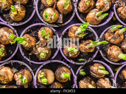 Jonquille jacinthes et prêts pour la plantation de bulbes dans le parterre. Banque D'Images