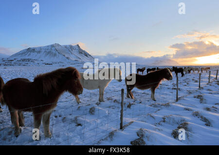 Poneys islandais en hiver la neige, près de la ville de Akranes, Péninsule de Snæfellsnes, côte ouest de l'Islande Banque D'Images