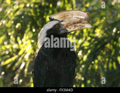 Malais d'Asie du sud-est de sexe masculin (Anthracoceros malayanus calao noir) Banque D'Images