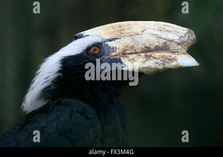 Malais d'Asie du sud-est de sexe masculin (Anthracoceros malayanus calao noir) Banque D'Images