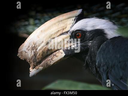 L'Asie du Sud-Est mâle noir malais (Anthracoceros malayanus calao) à Arnhem Zoo Burger, Pays-Bas Banque D'Images