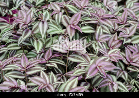 Tradescantia zebrina Banque D'Images