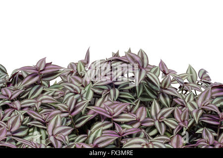 Tradescantia zebrina isolé sur fond blanc Banque D'Images