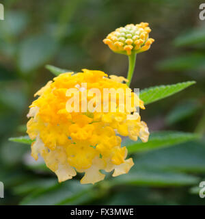 Lantana camara fleurs Banque D'Images