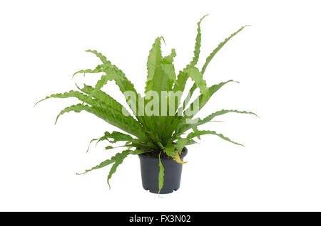 Asplenium nidus fern isolé sur fond blanc Banque D'Images