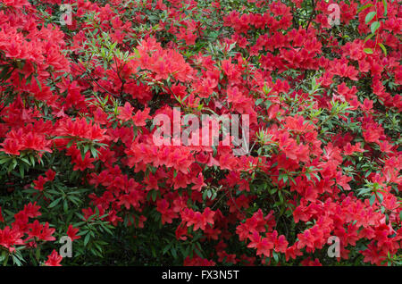 La floraison des azalées sur arbre (Rhododendron simsii Planch) Banque D'Images