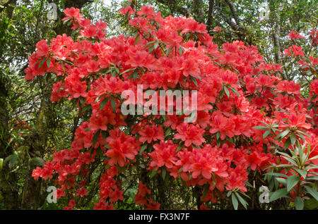 La floraison des azalées sur arbre (Rhododendron simsii Planch) Banque D'Images