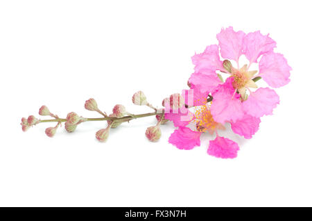 Lagerstroemia macrocarpa isolé sur fond blanc Banque D'Images