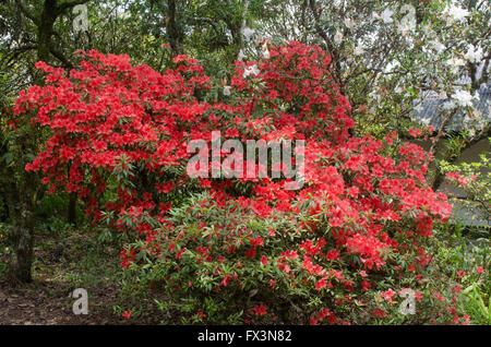 La floraison des azalées sur arbre (Rhododendron simsii Planch) Banque D'Images