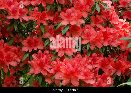 La floraison des azalées sur arbre (Rhododendron simsii Planch) Banque D'Images