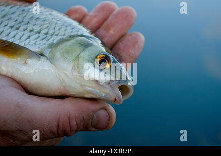 Man holding Roach fish Banque D'Images