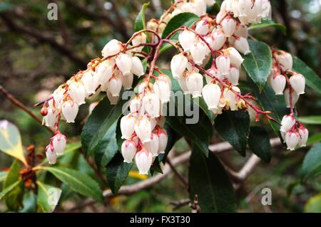 Cloches de la fleur Pieris japonica bush, également connu sous le nom de Andromeda et Fetterbush Banque D'Images