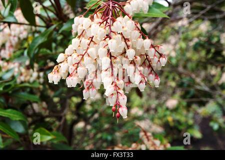 Cloches de la fleur Pieris japonica bush, également connu sous le nom de Andromeda et Fetterbush Banque D'Images