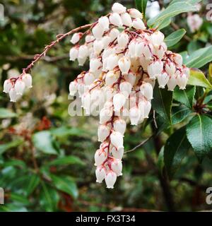 Cloches de la fleur Pieris japonica bush, également connu sous le nom de Andromeda et Fetterbush Banque D'Images