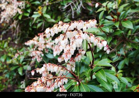 Cloches de la fleur Pieris japonica bush, également connu sous le nom de Andromeda et Fetterbush Banque D'Images