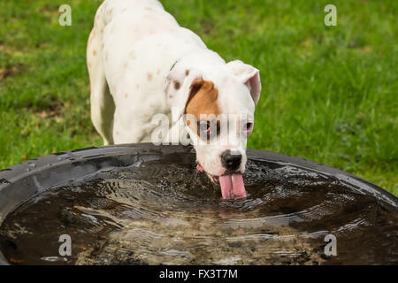 Nikita, un chiot Boxer, boire d'une grande baignoire remplie de pluie dans son jardin à Issaquah, Washington, USA Banque D'Images