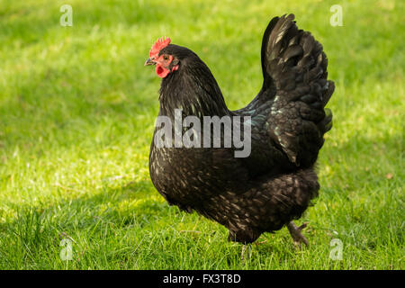 Les Black Australorp poulet dans Issaquah, Washington, USA