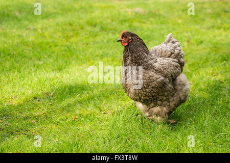 De poule Cochin bleu à Issaquah, Washington, USA. Un autre nom pour ce poulet est une Blue Cochinchine. Banque D'Images