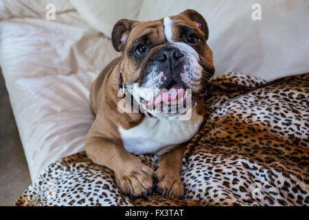 Tessa, le Bulldog anglais, bénéficiant d'un certain temps sur le canapé de la famille, à Issaquah, Washington, USA Banque D'Images