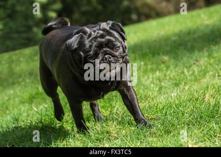 Kirby, un Pug noir, marchant dans sa cour à Redmond, Washington, États-Unis Banque D'Images